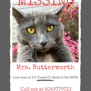 Image of Mrs. Butterworth, Lost Cat