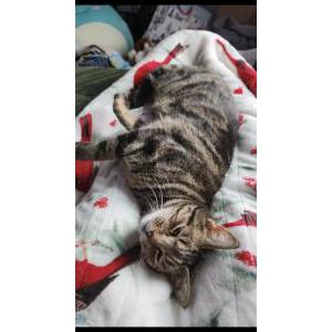 Lost Cat Tinny