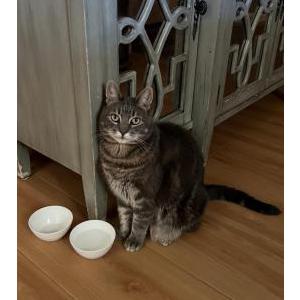Image of Travis, Lost Cat
