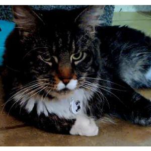 Lost Cat Bennett