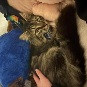 Lost Cat Munch