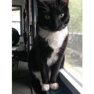 Lost Cat Gumbo