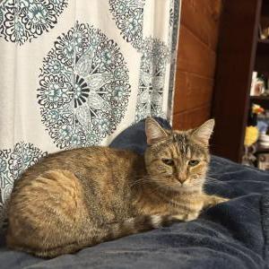 Lost Cat Kevin