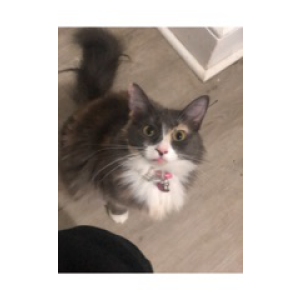 Image of Snickers, Lost Cat