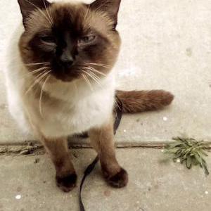 Lost Cat Jackson