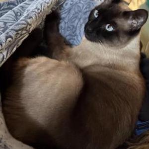 Image of Miso, Lost Cat