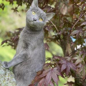 Lost Cat Laura