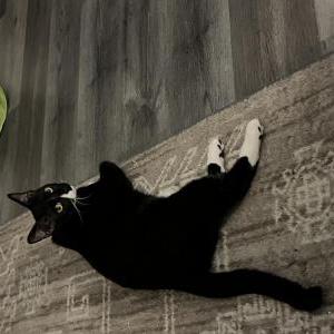 Image of Oreo, Lost Cat
