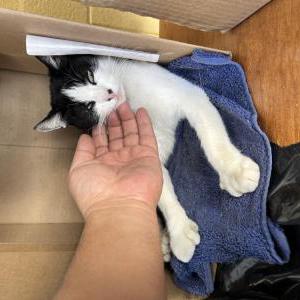 Image of Patas, Lost Cat
