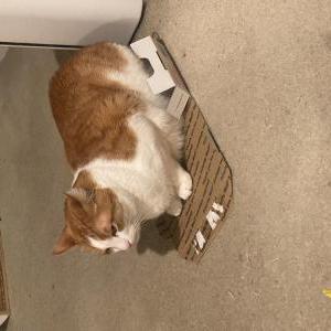 2nd Image of Koby, Lost Cat