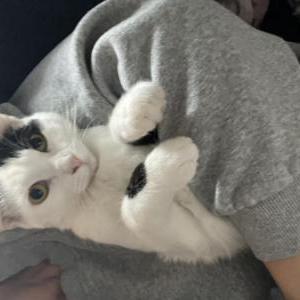 Image of Split, Lost Cat
