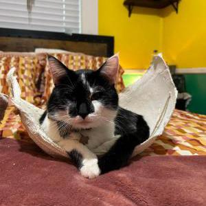 Lost Cat Oxford