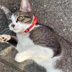 Image of Unknown, Found Cat