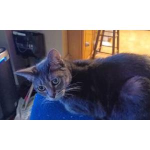 Lost Cat Loki
