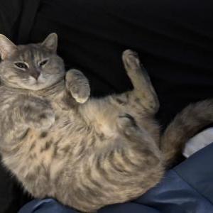 Lost Cat Sago