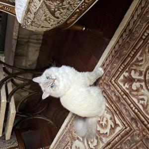 Lost Cat King
