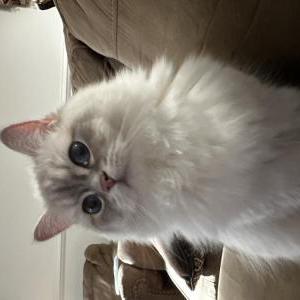2nd Image of King, Lost Cat