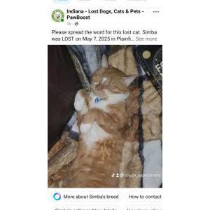 Lost Cat Simba