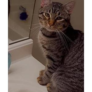 Lost Cat Theo