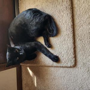 Image of Squeaker, Lost Cat