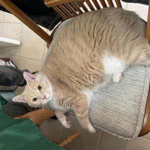 Image of maryjane/ biscuit, Lost Cat