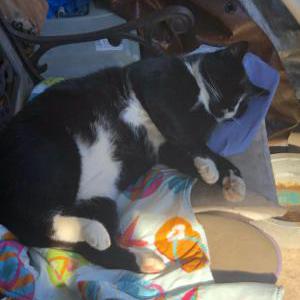 2nd Image of Max, Lost Cat