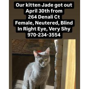 Lost Cat Jade