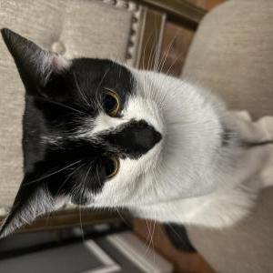 Lost Cat Leo