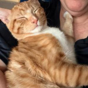 Image of Calvin, Lost Cat