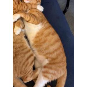 2nd Image of Calvin, Lost Cat