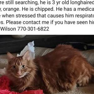 Lost Cat Rusty