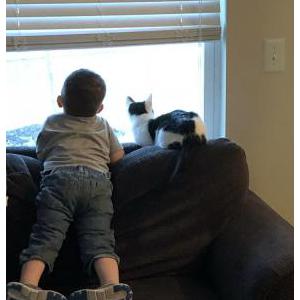 Lost Cat Millie