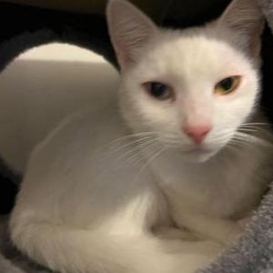 Lost Cat Ava