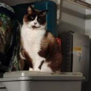 Image of Mow mow, Lost Cat