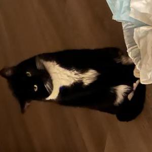 Image of Blackie, Lost Cat