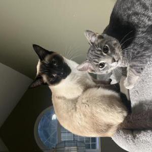 Lost Cat Phineus