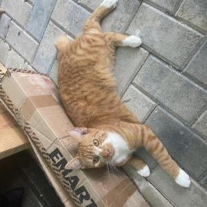 Lost Cat Houdini