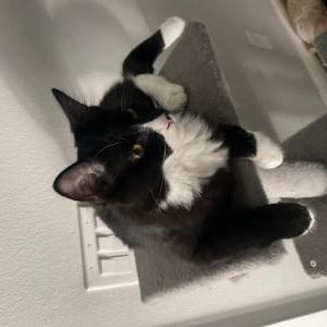 Lost Cat Dunkin