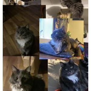 Image of Angel, Lost Cat