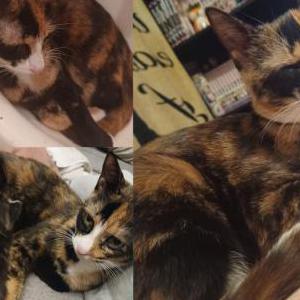 Image of Sassy, Lost Cat