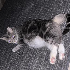Lost Cat Miss Kitty Bunny