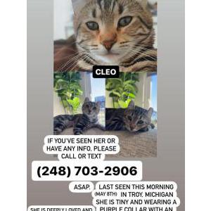 Image of Cleo, Lost Cat
