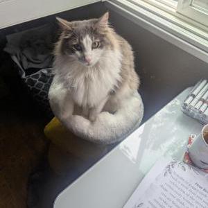 Lost Cat Boombiano