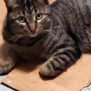 Image of unknown, Found Cat