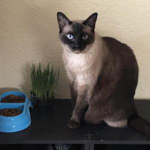 Image of Cindarelly, Lost Cat