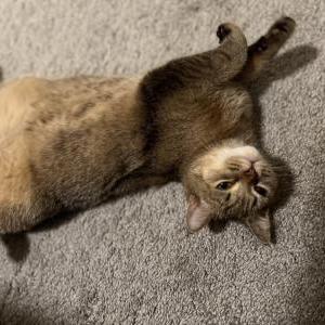 Image of Brownie, Lost Cat
