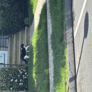 Image of Unknown, Found Cat