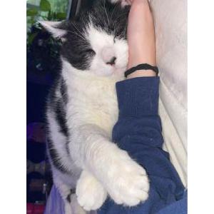 Lost Cat Socrates