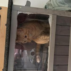 Found Cat Unknown