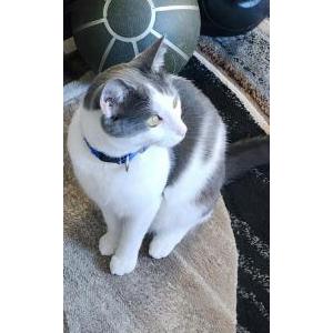 Lost Cat Gunner